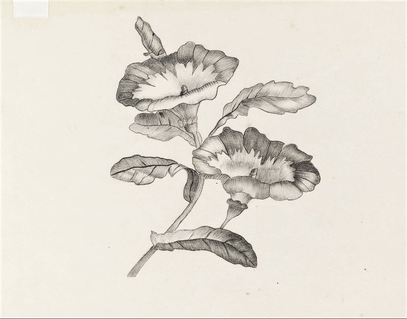 Hendrik-Willem-Mesdag-Petunia-1840-potlood-op-papier-13-6-x-17-2-cm-Museum-Panorama-Mesdag