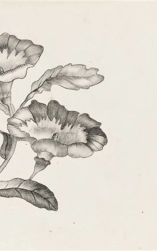 Kindertekening van Mesdag, twee petunia's in potlood tegen een witte achtergrond