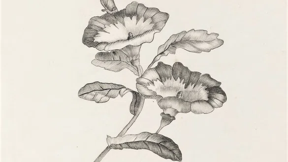 Kindertekening van Mesdag, twee petunia's in potlood tegen een witte achtergrond