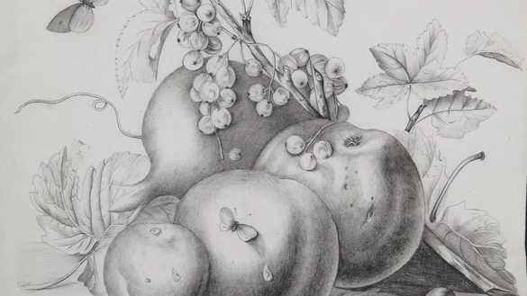Tekening met potlood van perziken, pruimen, bessen en vlinders