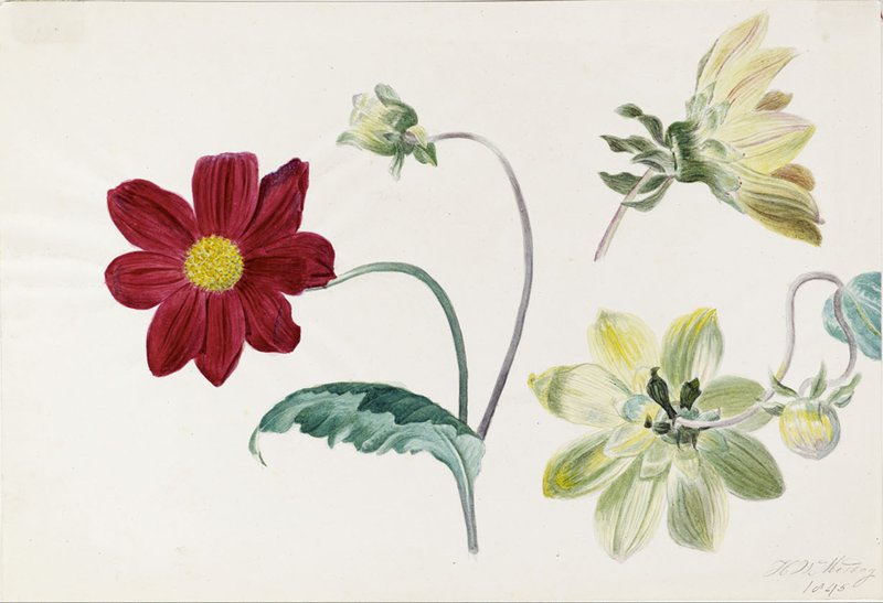 Bloemstudie (dahlia’s), 1845