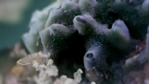 Xandra van der Eijk, Ghost Reef, 2020, audiovisuele installatie